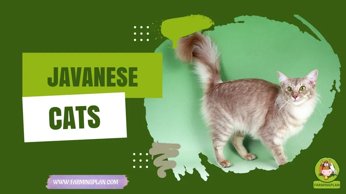 Javanese Cats - Farming & Breed Profile Javanese Cats characteristics, agricultural utility and breed care guide