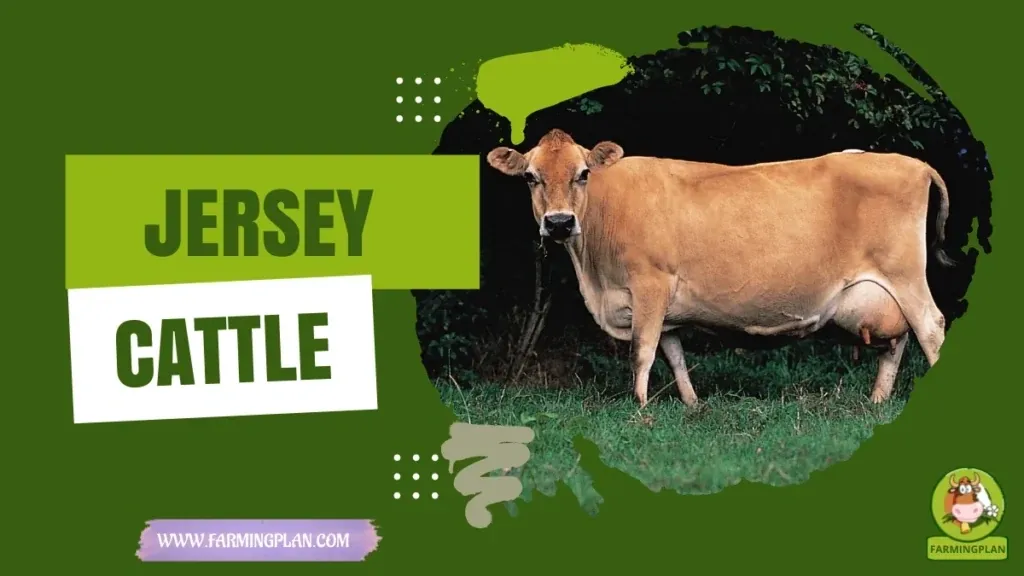 Jersey Cattle characteristics, agricultural utility and breed care guide