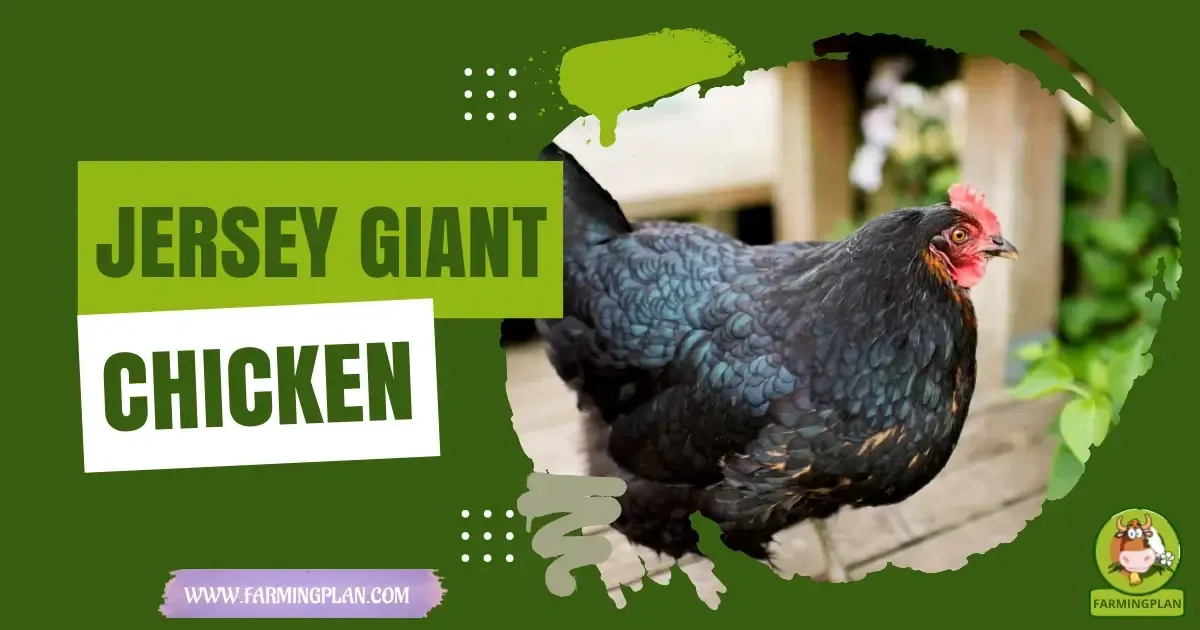 Jersey Giant Chicken - Farming & Breed Profile jersey giant chicken