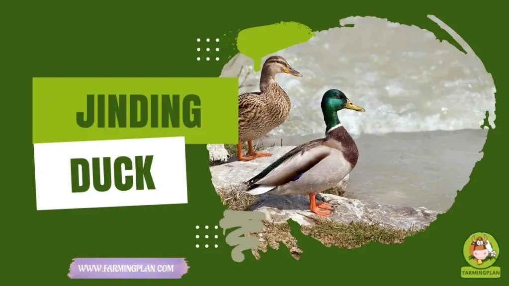 Jinding Duck characteristics, agricultural utility and breed care guide