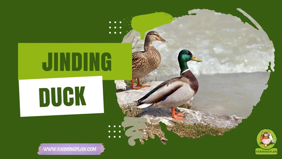 Jinding Duck characteristics, agricultural utility and breed care guide