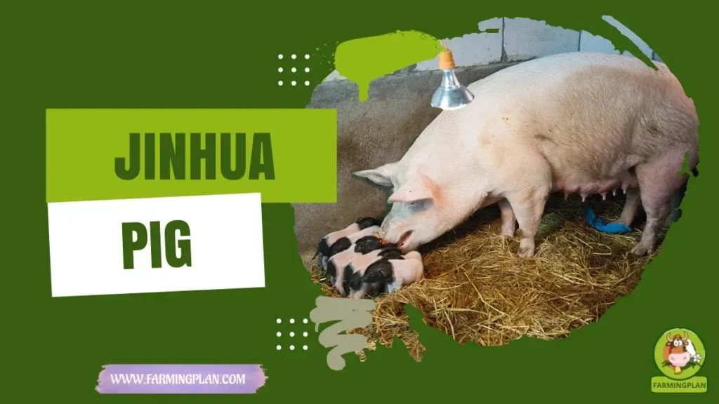 Jinhua Pig characteristics, agricultural utility and breed care guide