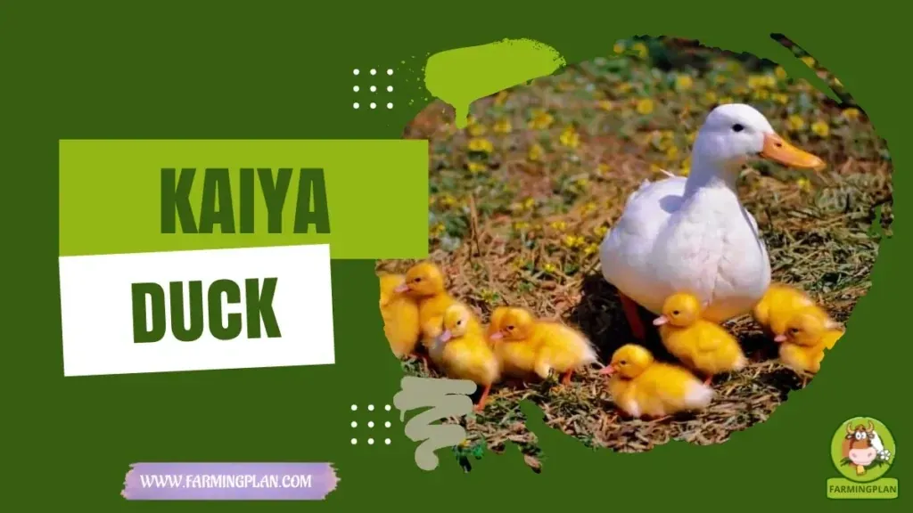 Kaiya Duck characteristics, agricultural utility and breed care guide