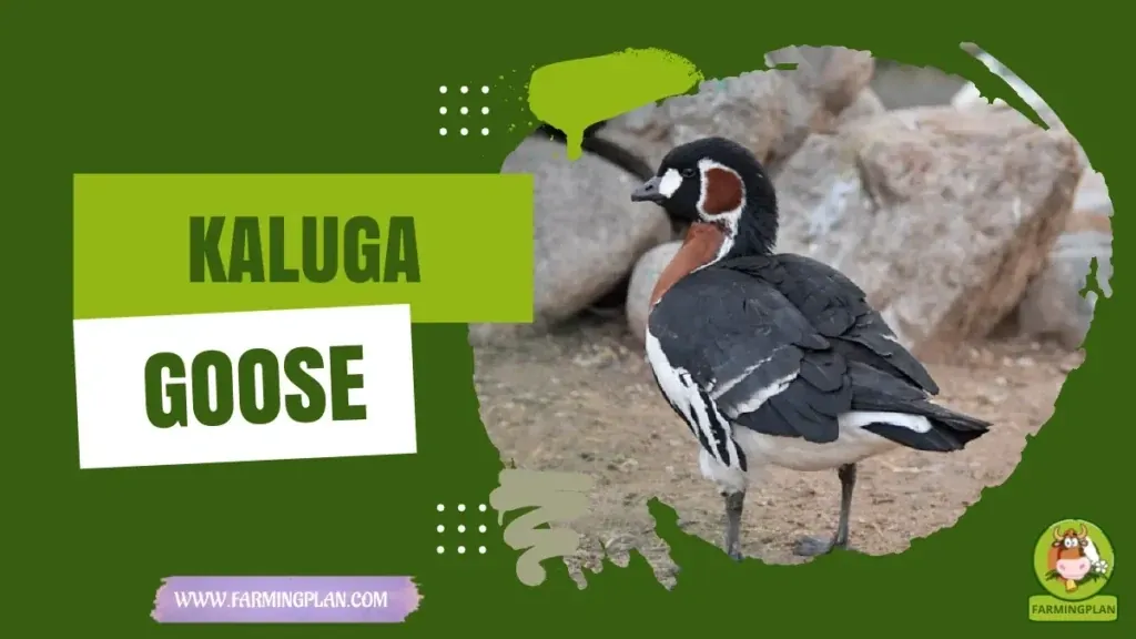Kaluga Goose - Farming & Breed Profile Kaluga Goose characteristics, agricultural utility and breed care guide