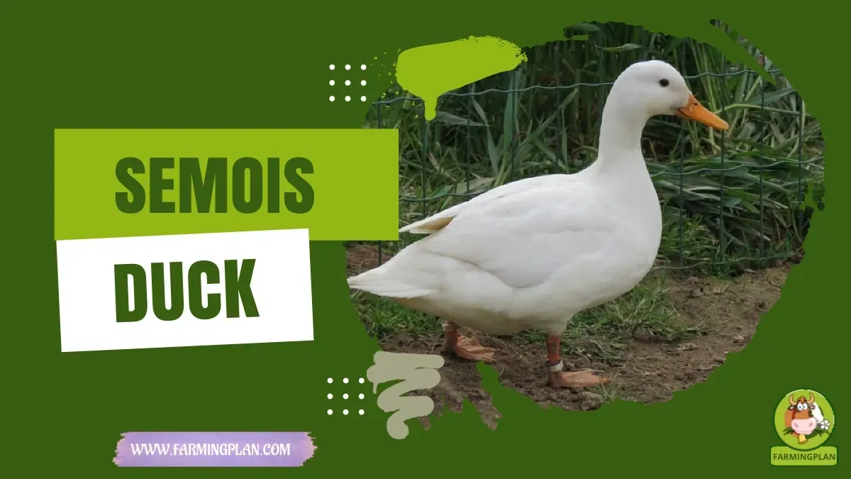 Kangan Goose characteristics, agricultural utility and breed care guide
