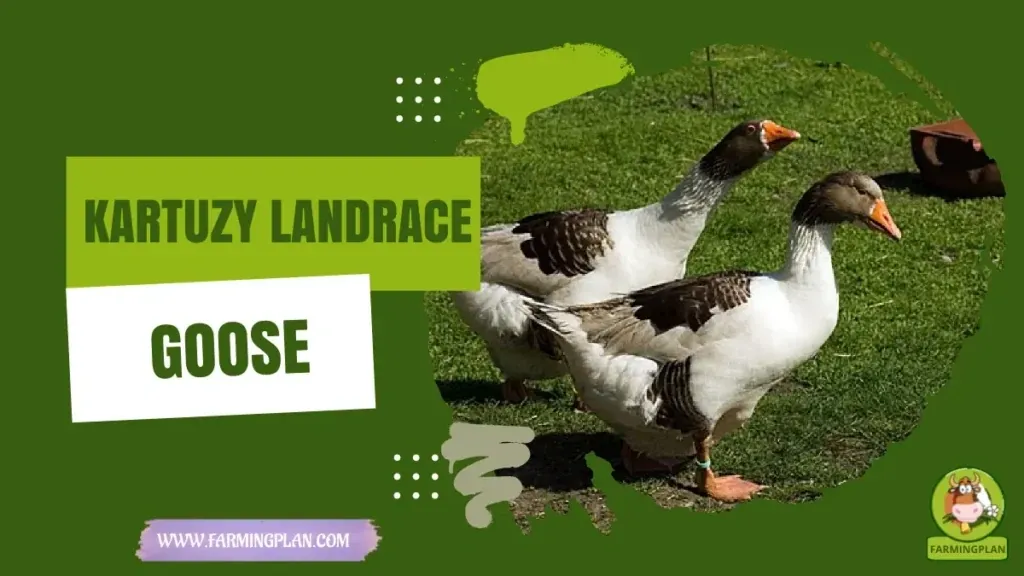 Kartuzy Landrace Goose characteristics, agricultural utility and breed care guide