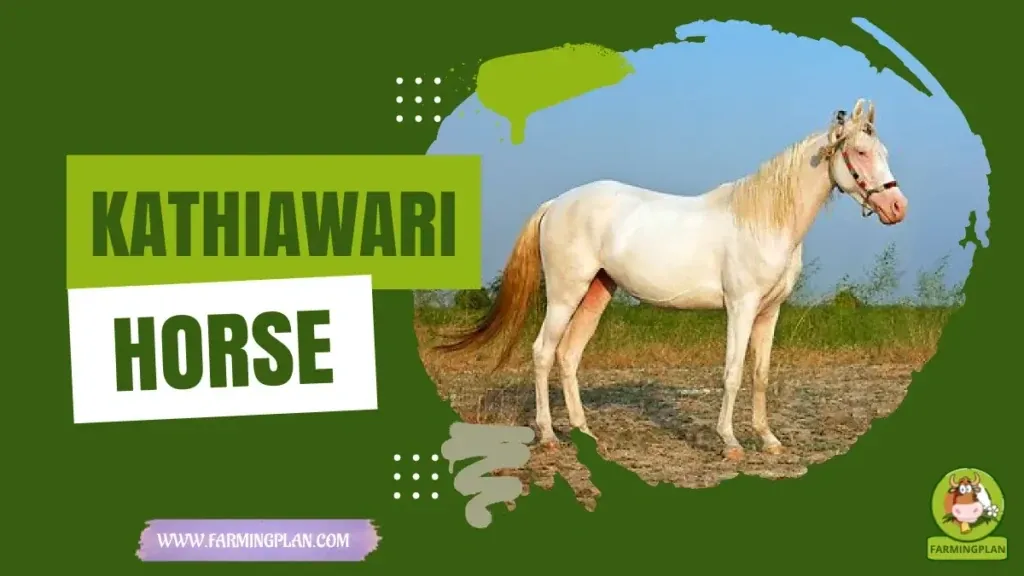 Kathiawari Horse characteristics, agricultural utility and breed care guide