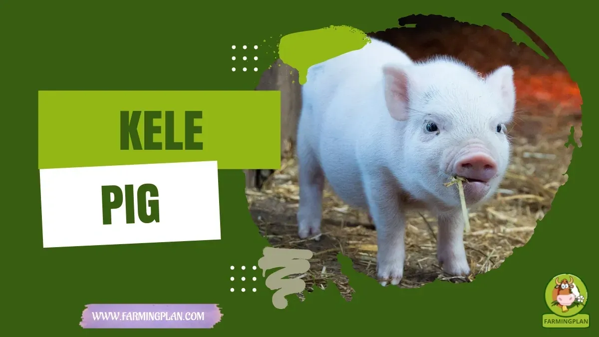 Kele Pig characteristics, agricultural utility and breed care guide