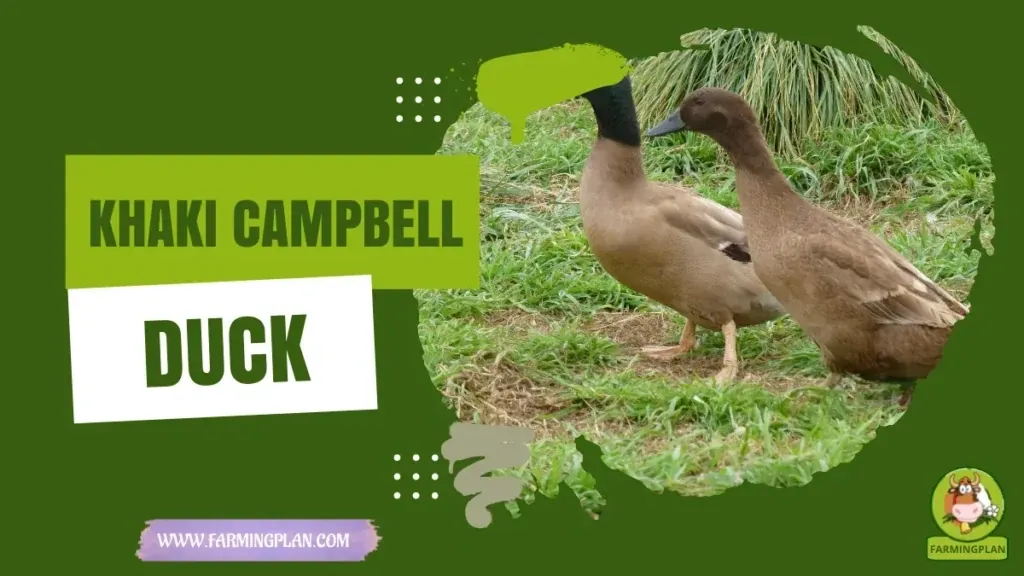 Khaki Campbell Duck characteristics, agricultural utility and breed care guide