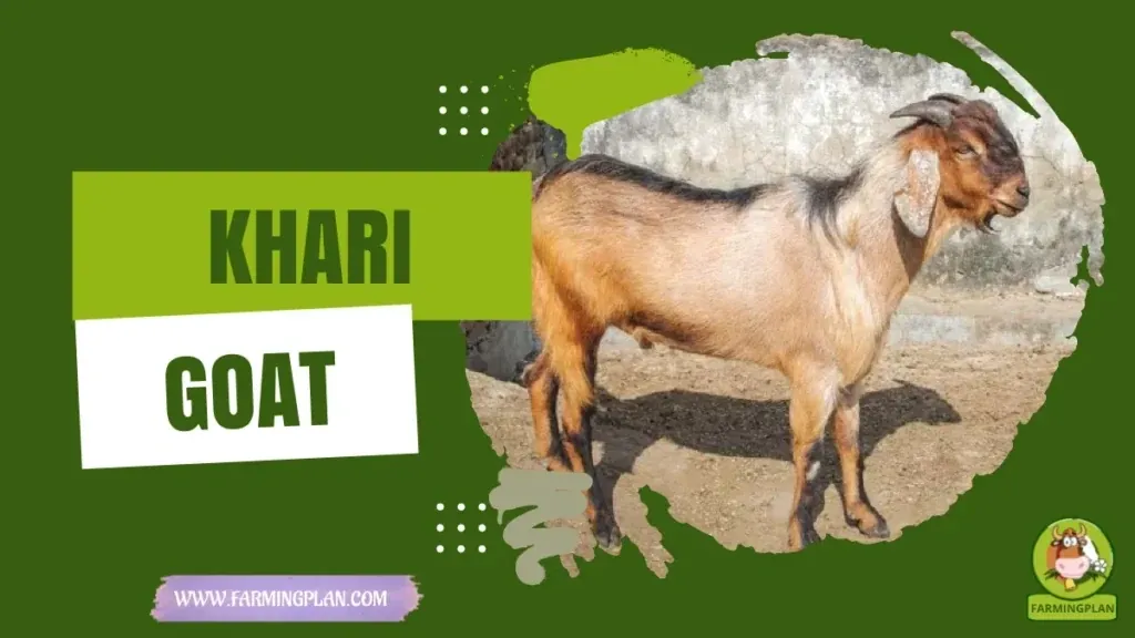 Khari Goat characteristics, agricultural utility and breed care guide