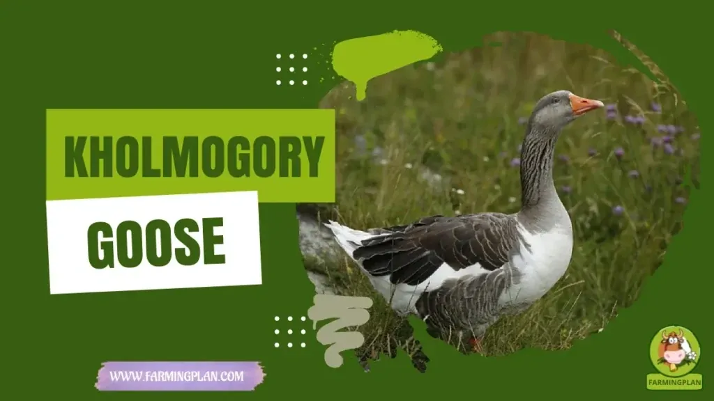 Kholmogory Goose characteristics, agricultural utility and breed care guide
