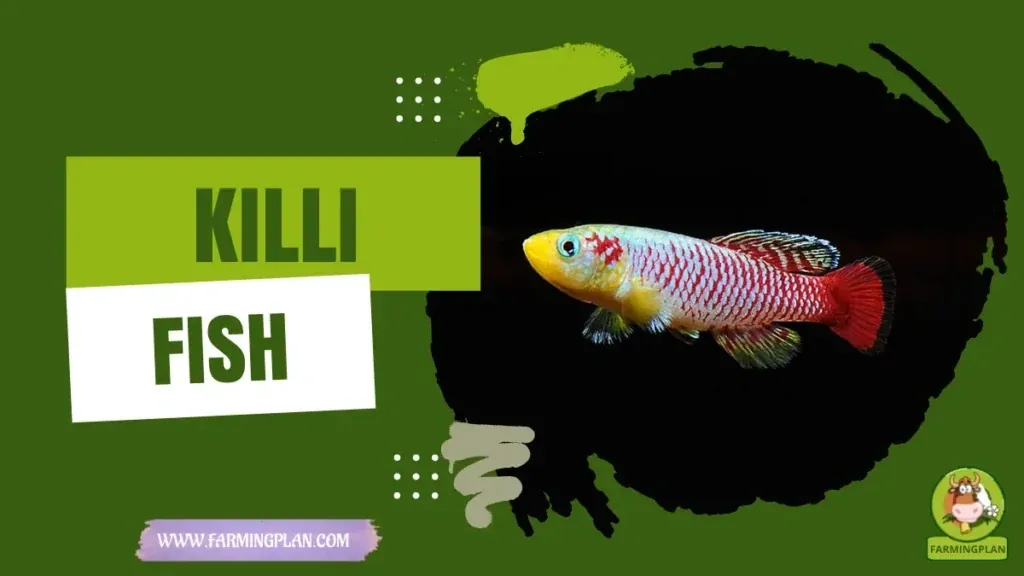 Killifish Wonders - Farming & Breed Profile Killifish Wonders characteristics, agricultural utility and breed care guide