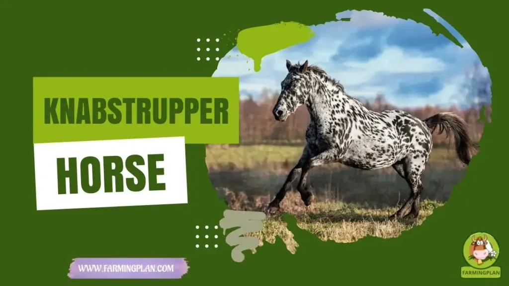 Knabstrupper Horse characteristics, agricultural utility and breed care guide
