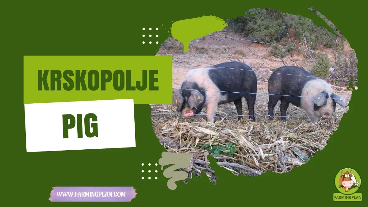 Krsko Polje Pig characteristics, agricultural utility and breed care guide
