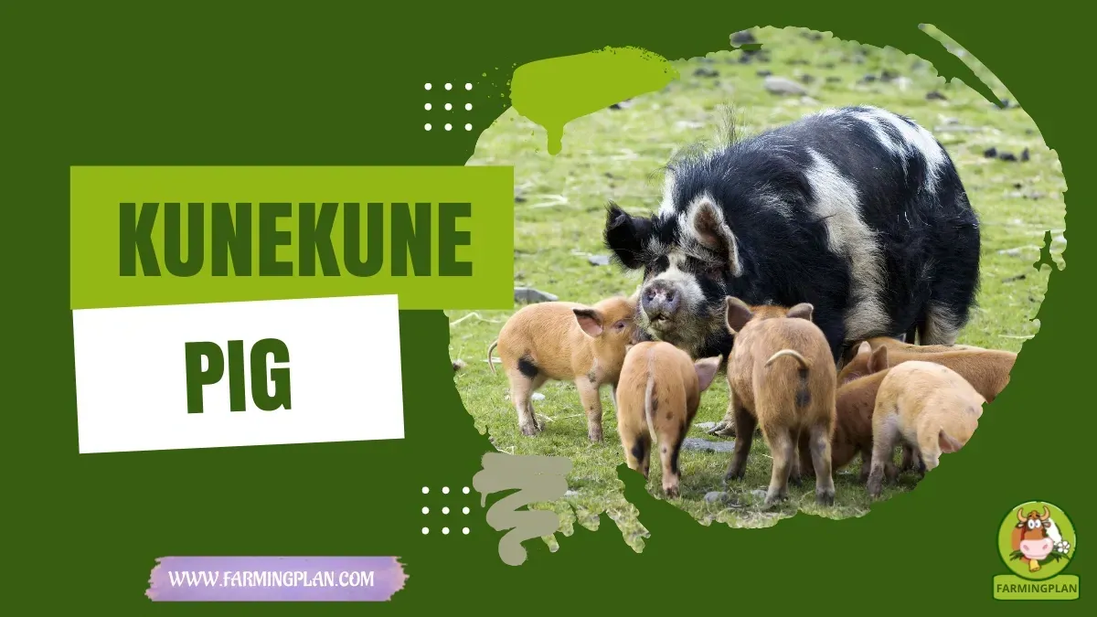 Kunekune Pig characteristics, agricultural utility and breed care guide