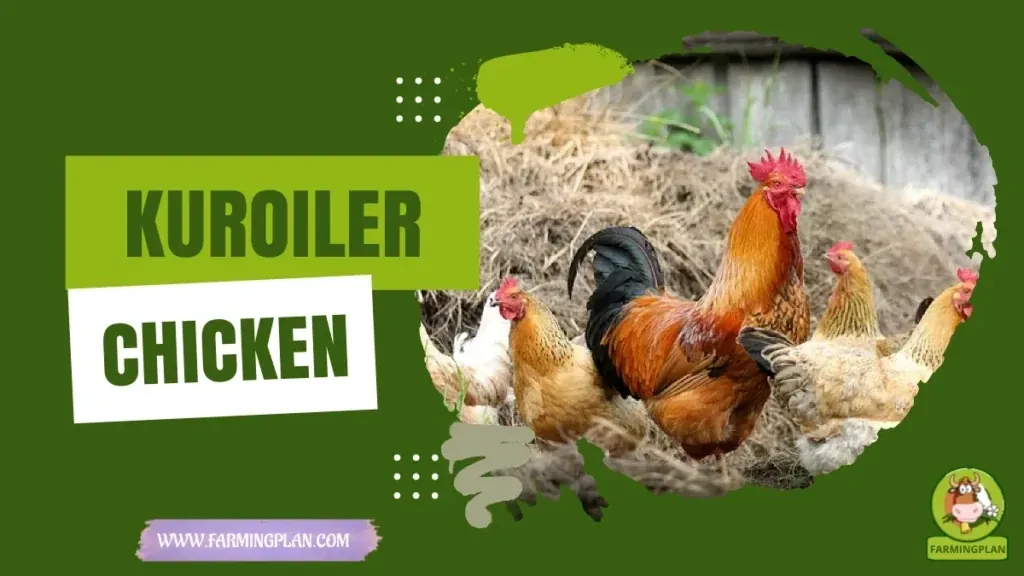 Kuroiler Chicken - Farming & Breed Profile Kuroiler Chicken characteristics, agricultural utility and breed care guide