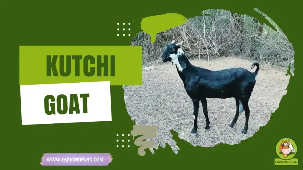 Kutchi Goat characteristics, agricultural utility and breed care guide