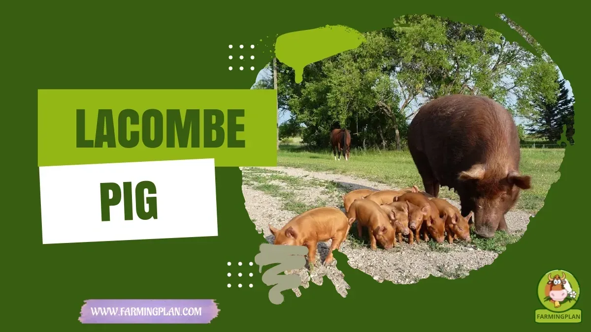 Lacombe Pig - Farming & Breed Profile Lacombe Pig characteristics, agricultural utility and breed care guide
