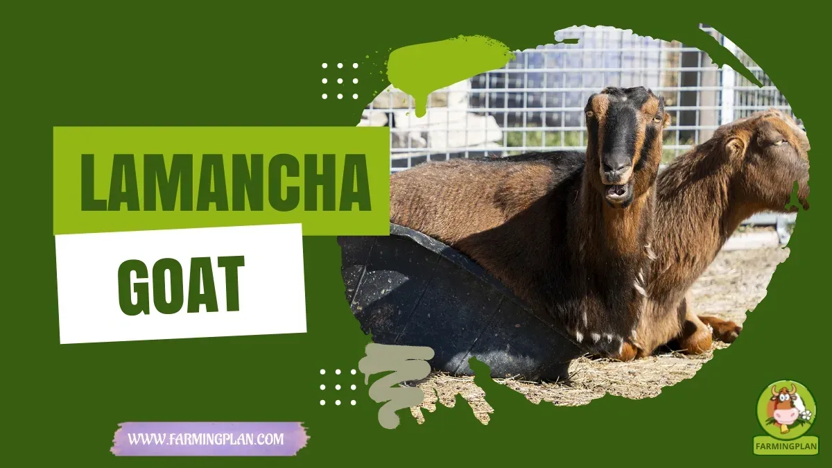 Lamancha Goat characteristics, agricultural utility and breed care guide
