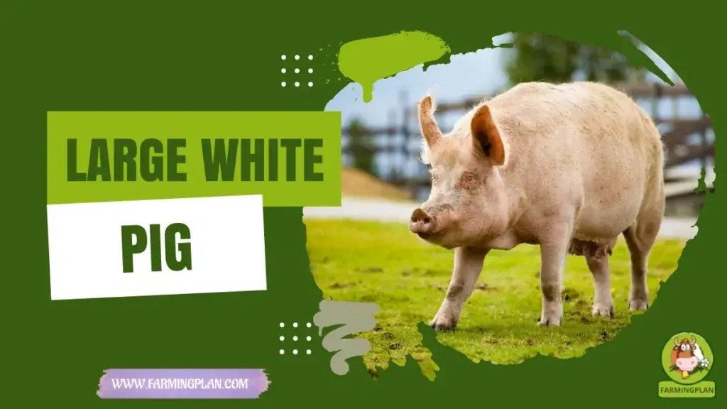 Large White Pig - Farming & Breed Profile Large White Pig characteristics, agricultural utility and breed care guide