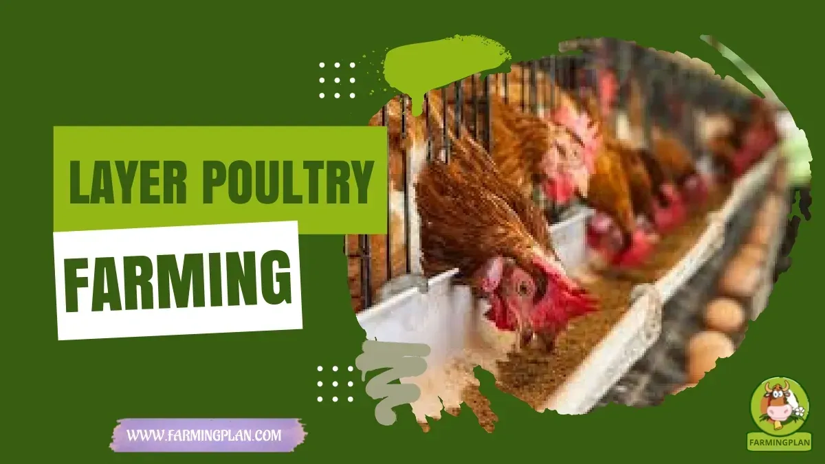 Layer Poultry Farming - Farming & Breed Profile layer poultry farming