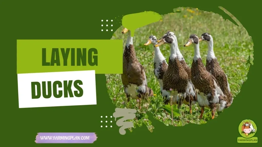 Laying Ducks characteristics, agricultural utility and breed care guide