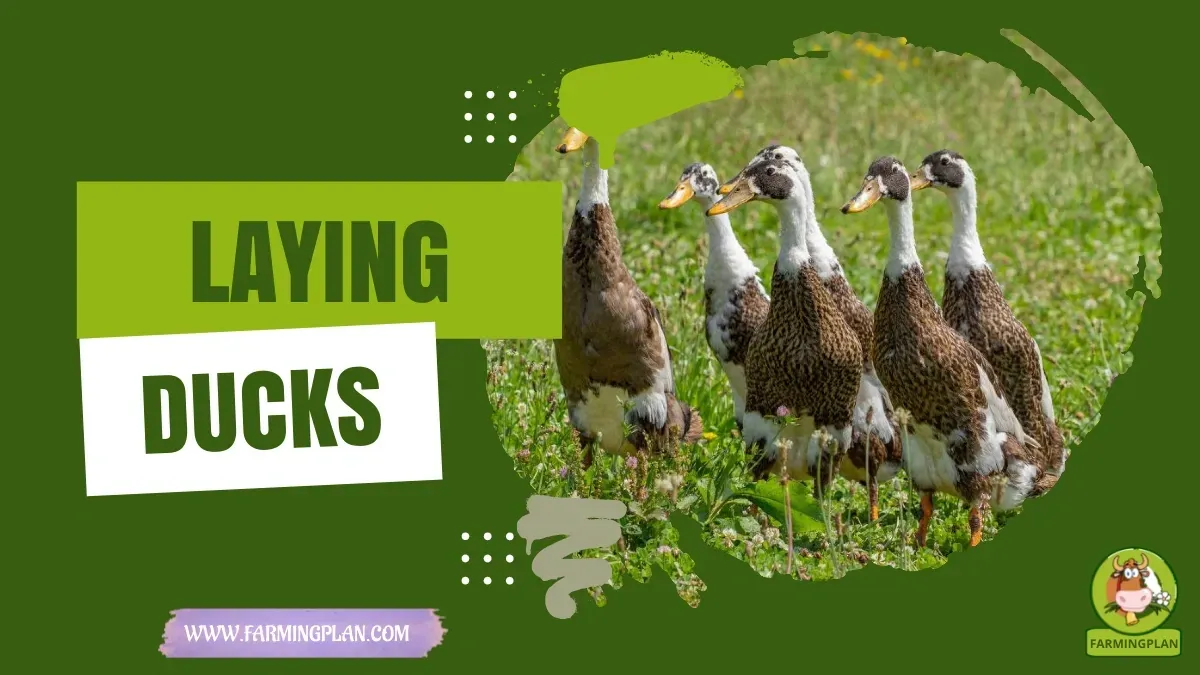 Laying Ducks - Farming & Breed Profile Laying Ducks characteristics, agricultural utility and breed care guide