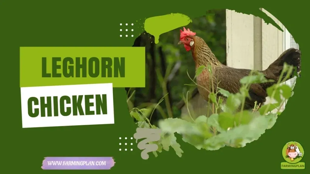 Leghorn Chicken - Farming & Breed Profile Leghorn Chicken characteristics, agricultural utility and breed care guide