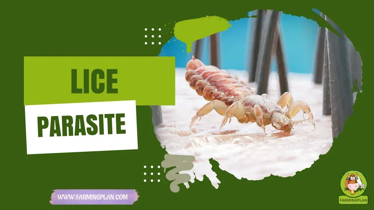Livestock Lice characteristics, agricultural utility and breed care guide