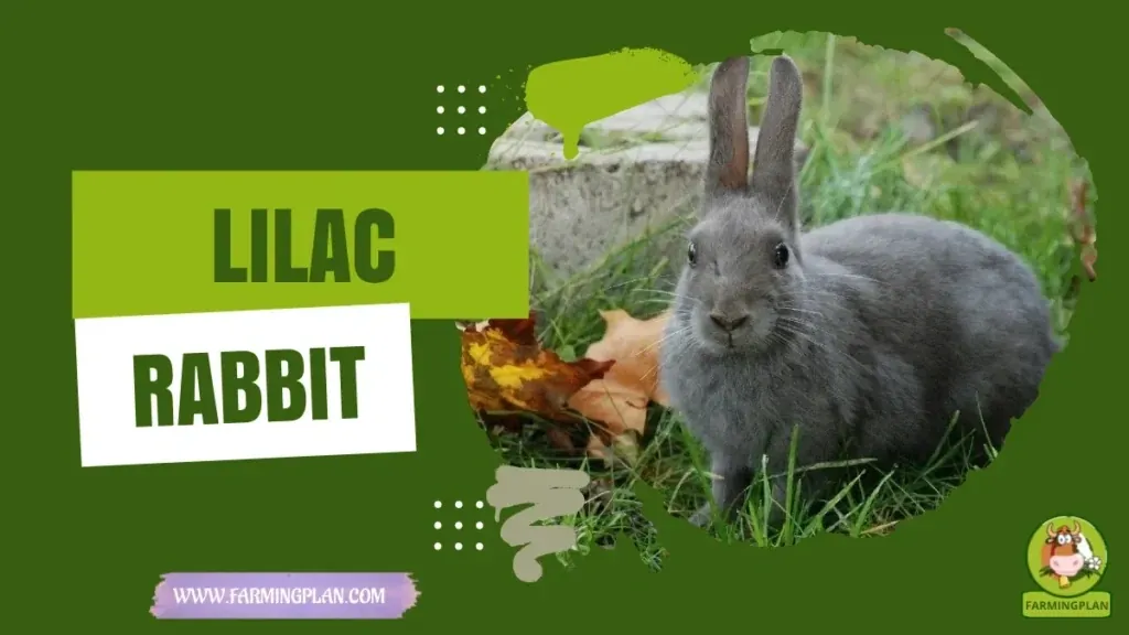Lilac Rabbit characteristics, agricultural utility and breed care guide