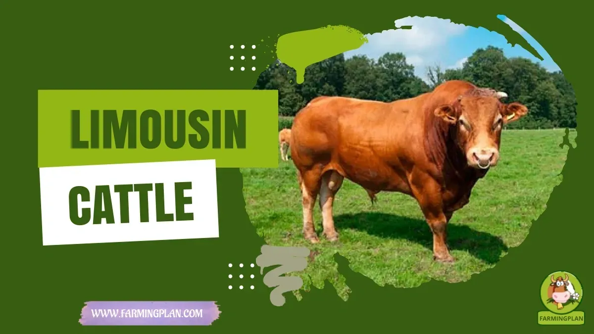 Limousin Cattle characteristics, agricultural utility and breed care guide