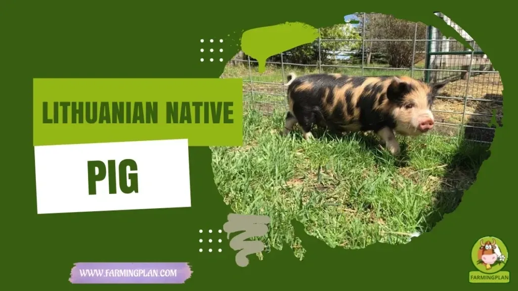 Lithuanian Native Pig characteristics, agricultural utility and breed care guide