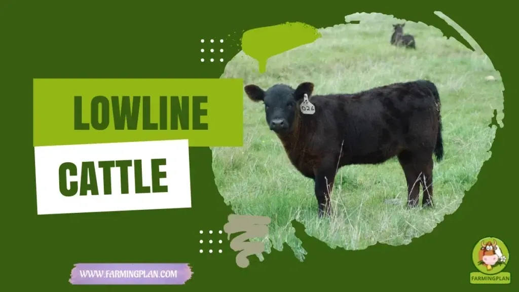 Lowline Cattle characteristics, agricultural utility and breed care guide