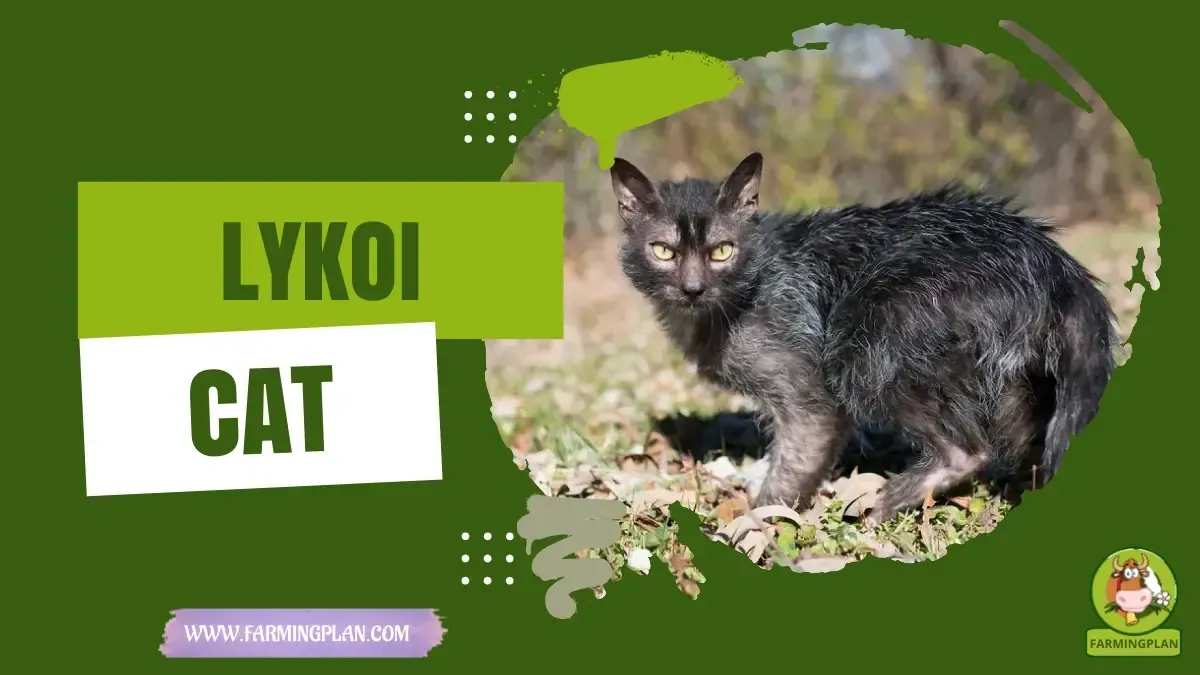 Lykoi Cats characteristics, agricultural utility and breed care guide