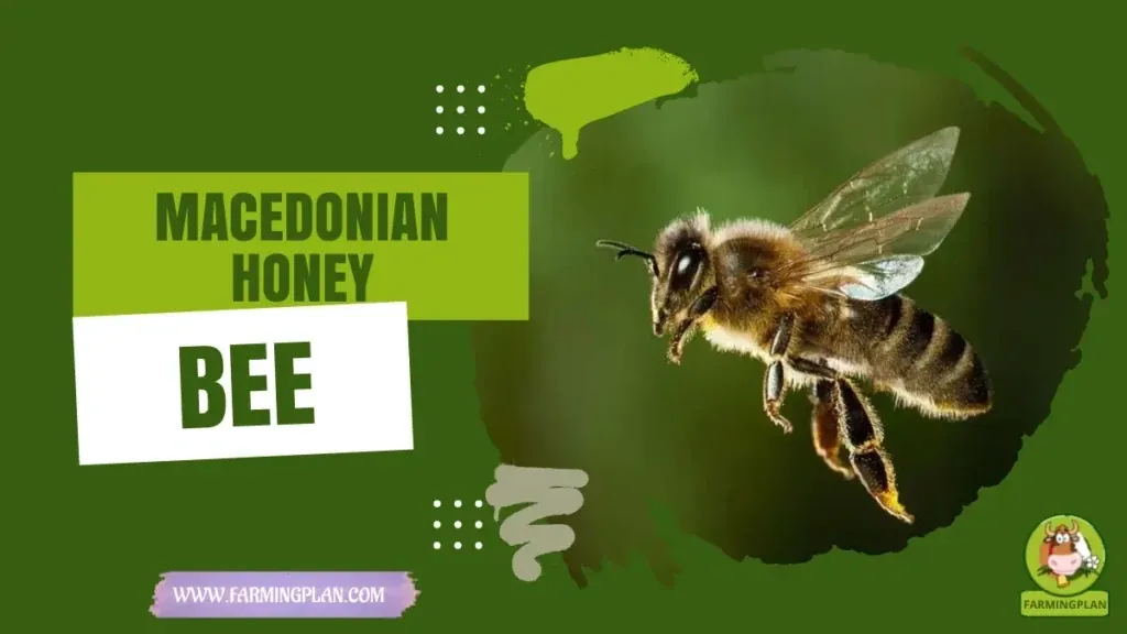 Macedonian Honey Bee characteristics, agricultural utility and breed care guide