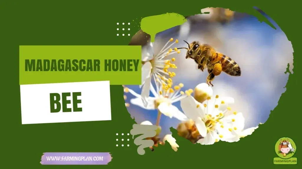 Madagascar Honey Bee Mastery - Farming & Breed Profile Madagascar Honey Bee Mastery characteristics, agricultural utility and breed care guide