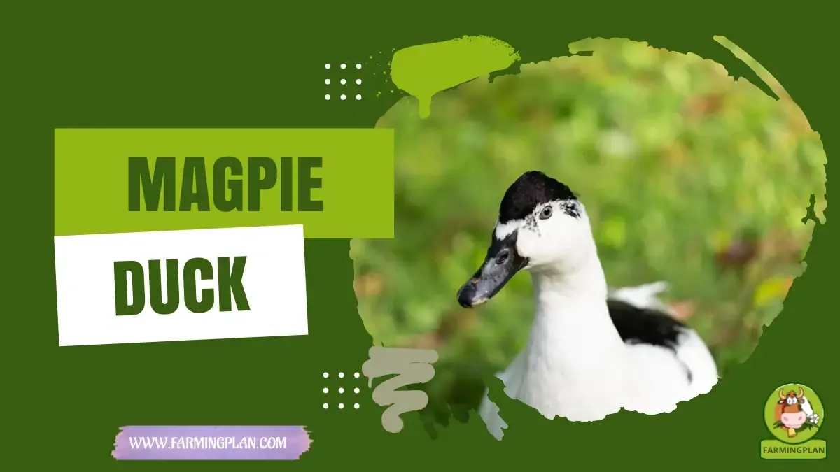 Magpie Duck - Farming & Breed Profile Magpie Duck characteristics, agricultural utility and breed care guide
