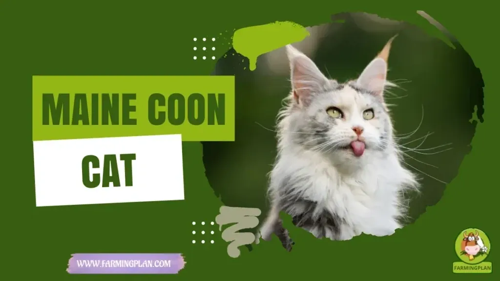 Maine Coon Cat characteristics, agricultural utility and breed care guide