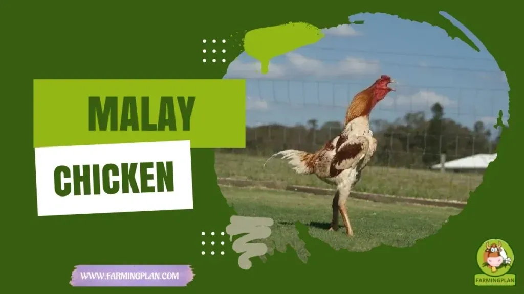 Malay Game Chicken - Farming & Breed Profile Malay Game Chicken characteristics, agricultural utility and breed care guide