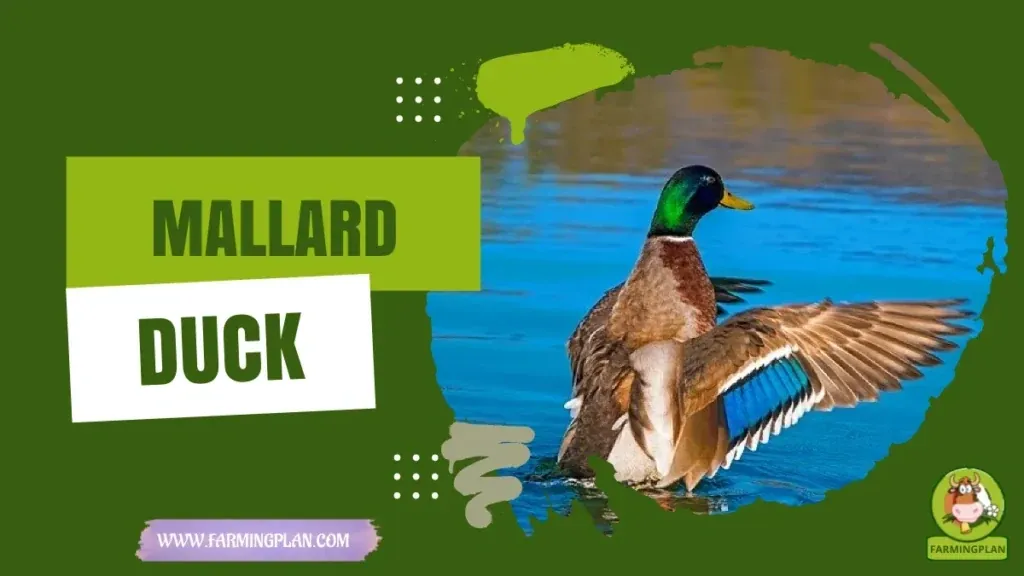 Mallard Duck characteristics, agricultural utility and breed care guide