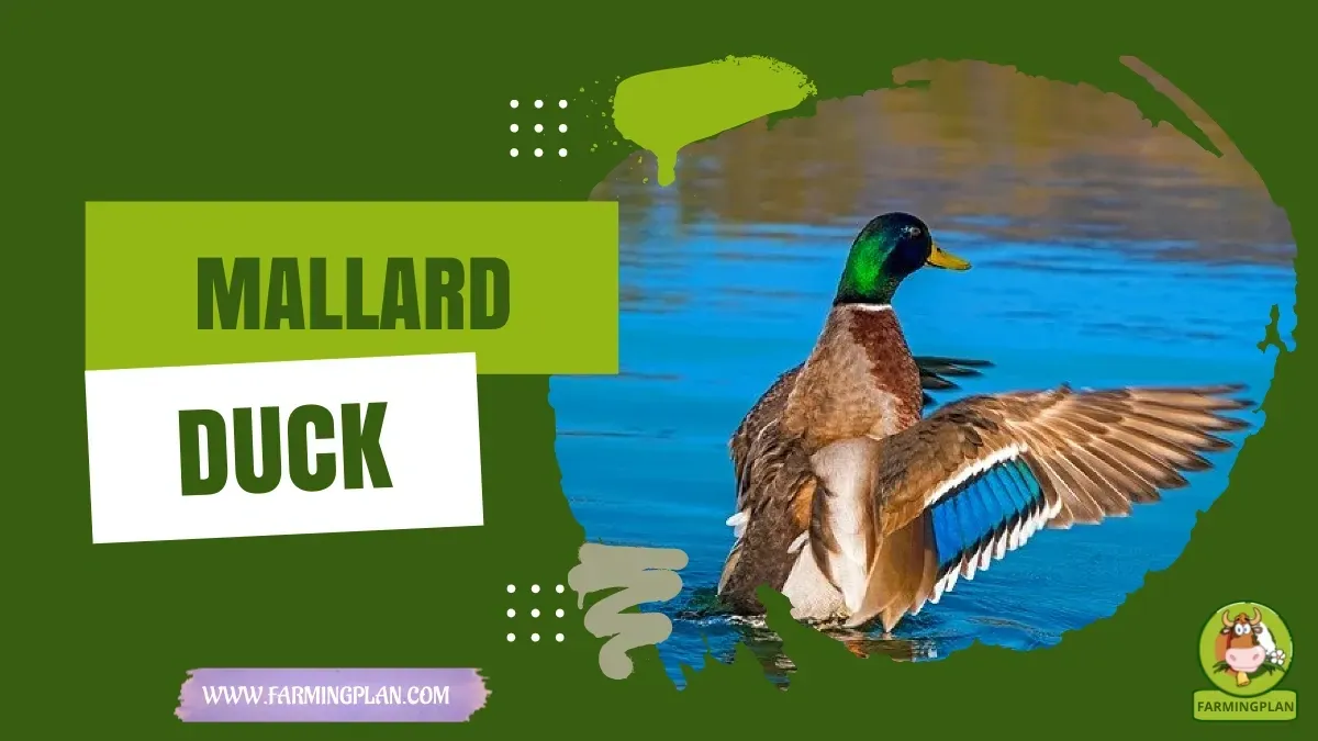 Mallard Duck - Farming & Breed Profile Mallard Duck characteristics, agricultural utility and breed care guide