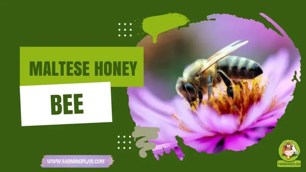 Maltese Honey Bee - Farming & Breed Profile Maltese Honey Bee characteristics, agricultural utility and breed care guide