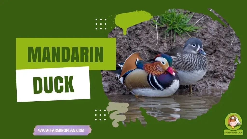 Mandarin Duck Wonders characteristics, agricultural utility and breed care guide