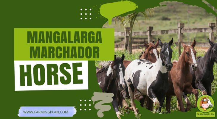 Mangalarga Marchador Horse