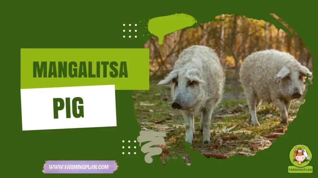 Mangalitsa Pig characteristics, agricultural utility and breed care guide