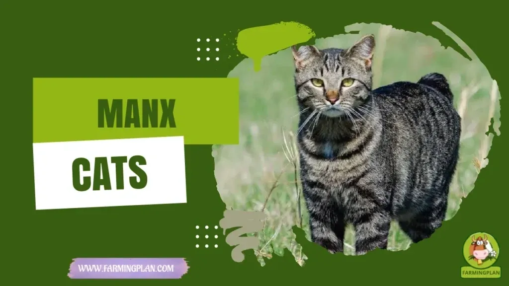 Manx Cats - Farming & Breed Profile Manx Cats characteristics, agricultural utility and breed care guide