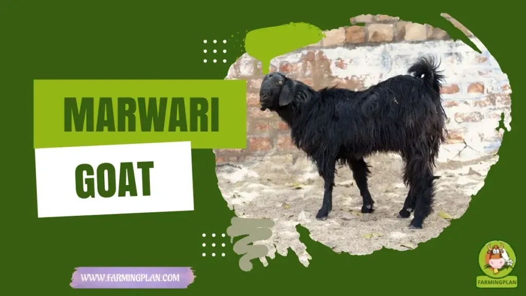 Marwari Goat characteristics, agricultural utility and breed care guide
