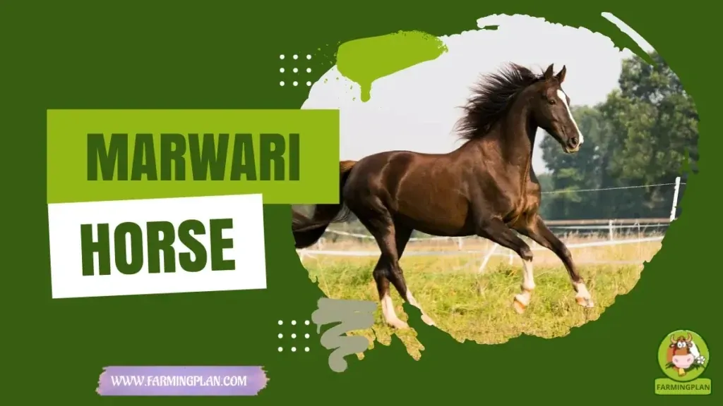 Marwari Horse characteristics, agricultural utility and breed care guide