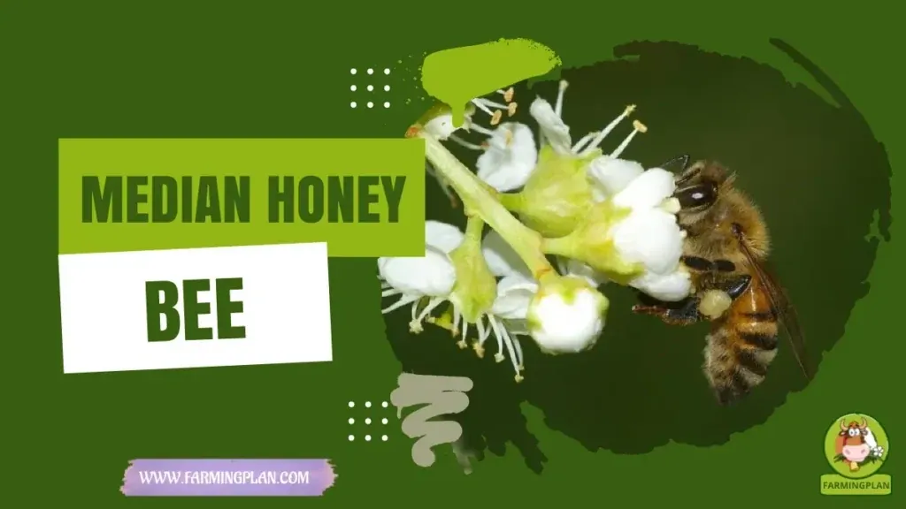 Median Honey Bee characteristics, agricultural utility and breed care guide