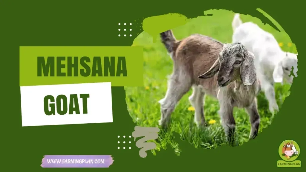 Mehsana Goat characteristics, agricultural utility and breed care guide